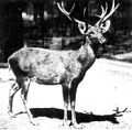 Cervus schomburgki†