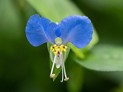 "Tagblume_Commelina_communis_stack25_2019-08-05-RM-8050218-PSD.jpg" by User:Ermell