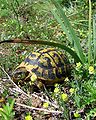 Testudo hermanni Spain - Mallorca