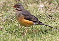 Turdus libonyanus (cat.)