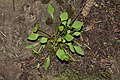 Claytonia perfoliata