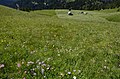 English: Haymaking on the Mussen alp Deutsch: Heuernte auf der Mussen