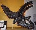 Anchiceratops