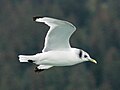 Seward, Alaska (nonbreeding plumage)