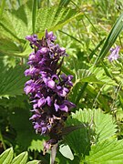 Dactylorhiza hatagirea 1.jpg