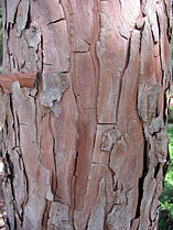 California Incense-cedar (Calocedrus decurrens)