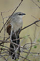 Meru National Park, Kenya