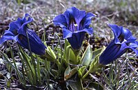 Gentiana kochiana