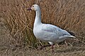 Anser caerulescens (cat.)