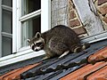 Raccoon on the roof of a house in Albertshausen, Hessen