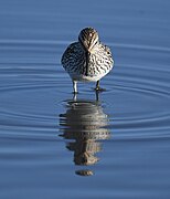 White-rumped Sandpiper - 52132621108.jpg