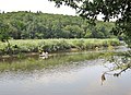 Kayakistes sur la Laïta à hauteur du Bois de Coatroual en Guidel ; en face la forêt de Carnoët (en Quimperlé).