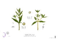Artemisia viridis