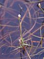 Isolepis fluitans, Spain