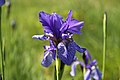   Iris sibirica in natural monument Novoveska draha