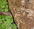 Slime mold (Lycogala epidendrum) sporangia in Montgomery County, Maryland