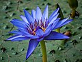 "Nymphaea_caerulea-20091014-RM-115245.jpg" by User:Ermell