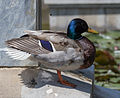 A male Mallard at the fountain at the empress Elisabeth monument in the Volksgarten