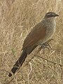 Serengeti National Park, Tanzania