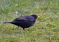 Amsel, Männchen - Turdus merula, in Vogelstang