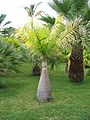 Funchal Botanic Garden