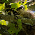 Raccoon in a maple tree.