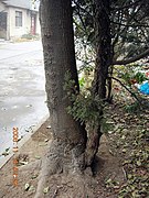 安徽省滁州市街景 - panoramio - luchangjiang~鲁昌江 (4).jpg