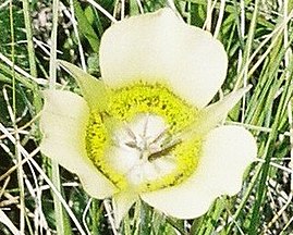 Calochortus