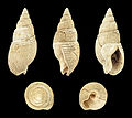 * Nomination Shell of a Pliocene gastropod, Nassarius semistriatus --Llez 19:43, 1 February 2016 (UTC) * Promotion Good quality. --Livioandronico2013 19:58, 1 February 2016 (UTC)