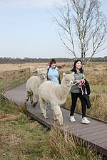 Thumbnail for File:Alpaca trekking (geograph 6126680).jpg