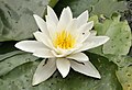 "Nymphaea_alba_in_Duisburg.jpg" by User:DerHexer