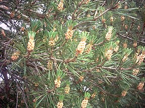 Pinus sylvestris var. nevadensis, shoot with pollen cones