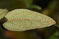 Shepherdia canadensis