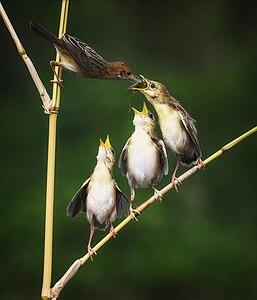 "Zitting_cisticola_feeding_its_chicks.jpg" by User:Budi Santoso Adji