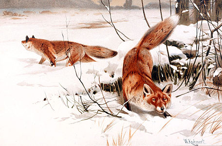 Friedrich Wilhelm Kuhnert Common foxes in the snow