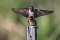 "Hirundo_neoxena_-_Gould's_Lagoon.jpg" by User:JJ Harrison