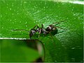 Lasius niger (Schwarze Wegameise)