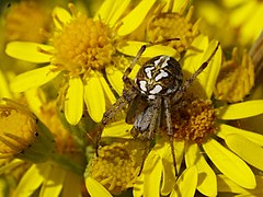 Neoscona adianta (female)