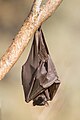 92 Pteropus alecto on a branch uploaded by Merops, nominated by Tomer T,  18,  0,  0