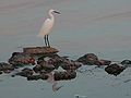 Aigrette.