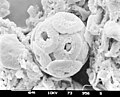 Coccosphaera (Coccolithus pelagicus)