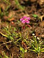 Drosera indica, India