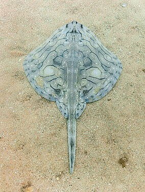 Undulate ray (Raja undulata), Arrábida National Park, Portugal.