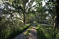 Wanderweg frühmorgens im NSG Nr. 76 Oberalsterniederung * Wiki Loves Earth 2020/Deutschland