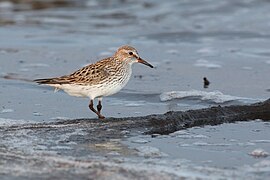 White-rumped Sandpiper (14234474365).jpg