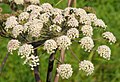 Inflorescence - Germany