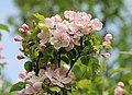 "Apple-tree_blossoms_2017_G3.jpg" by User:George Chernilevsky