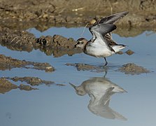 Calidris fuscicollis, Caroni, Trinidad 2.jpg