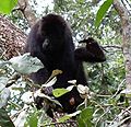 Howler monkey in the Belizian jungle