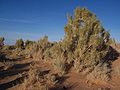 Gobi desert